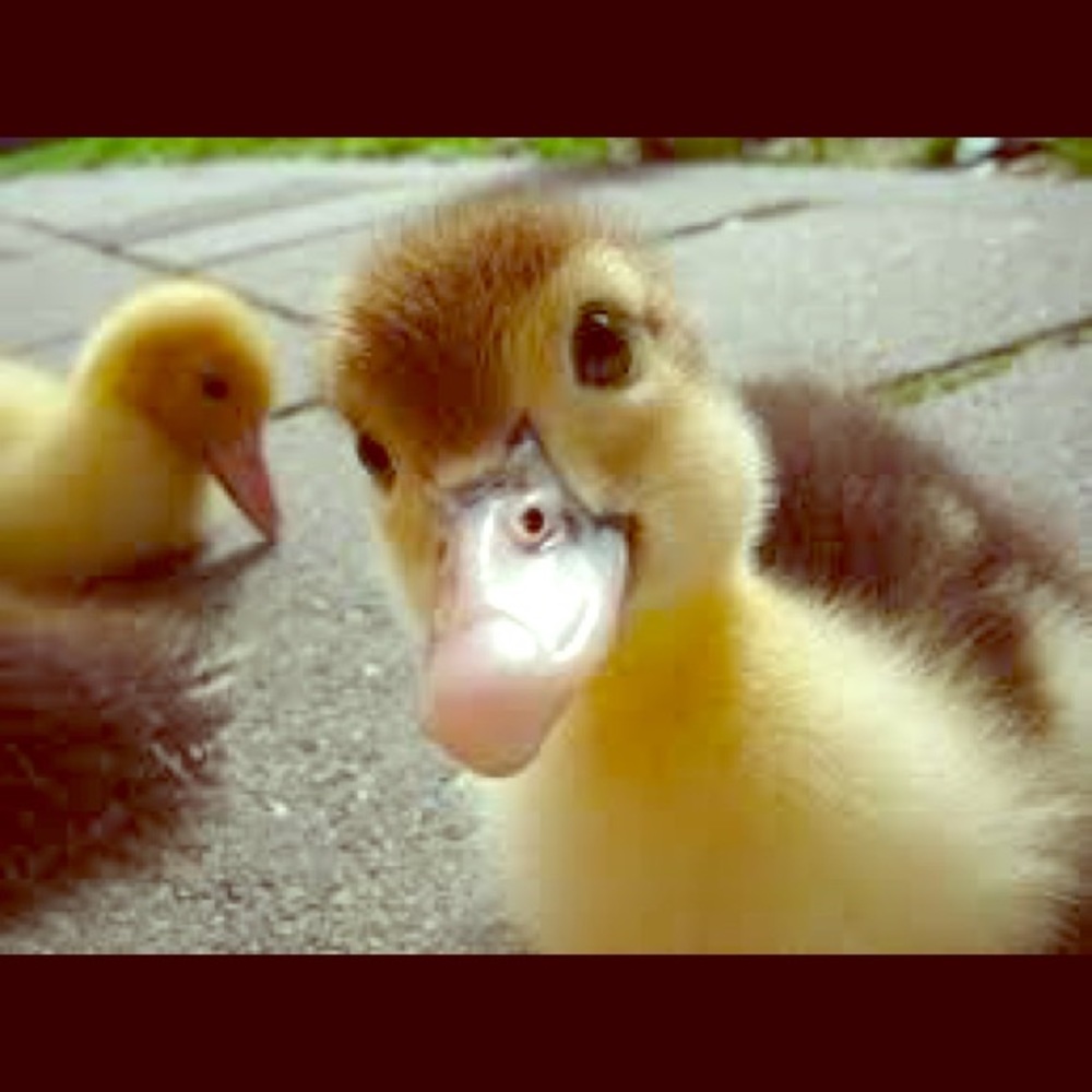 *FOR KIKI ONLY - DO NOT BUY**